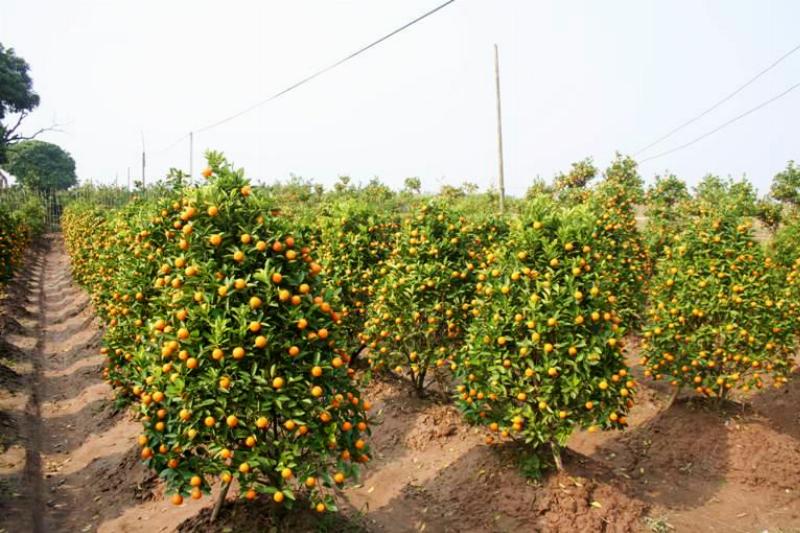 Growing Kumquat Bonsai: A Guide to Abundant Fruit for Tet