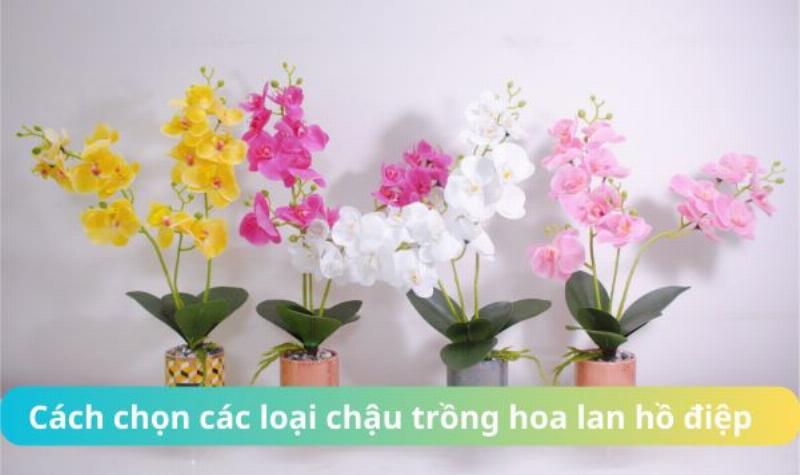 Chọn chậu và đất trồng phù hợp cho lan hồ điệp