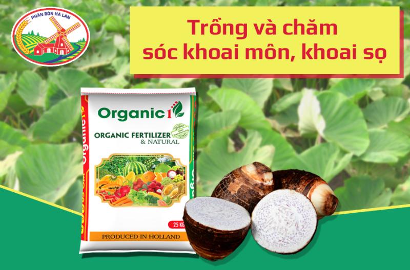 Chọn giống khoai môn, khoai sọ chất lượng