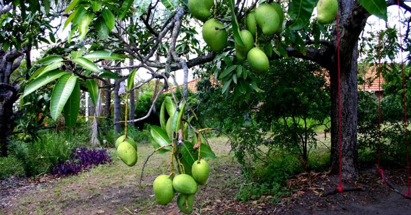 Orchideenpflege: Tipps für eine blühende Pracht