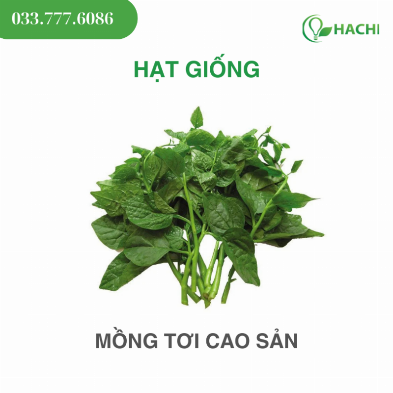 Chọn hạt giống rau cải mầm chất lượng, mẩy đều, không bị sâu bệnh, ẩm mốc để đảm bảo rau phát triển tốt.