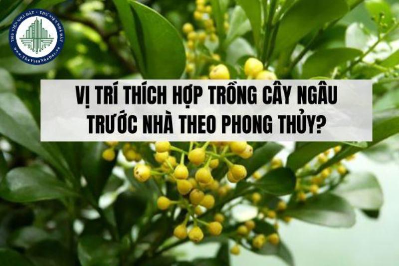 Chọn vị trí trồng cây na phù hợp