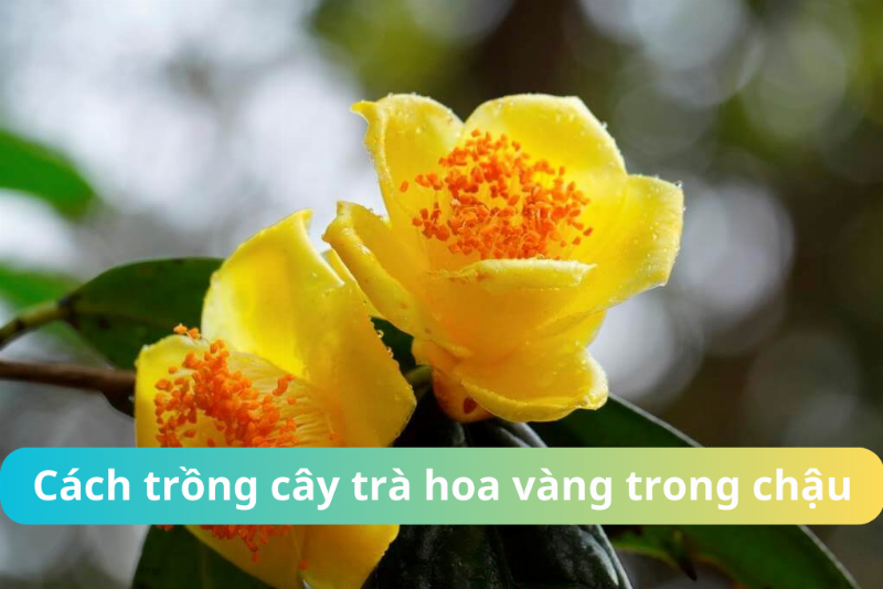 Chuẩn bị đất trồng cây trà hoa vàng