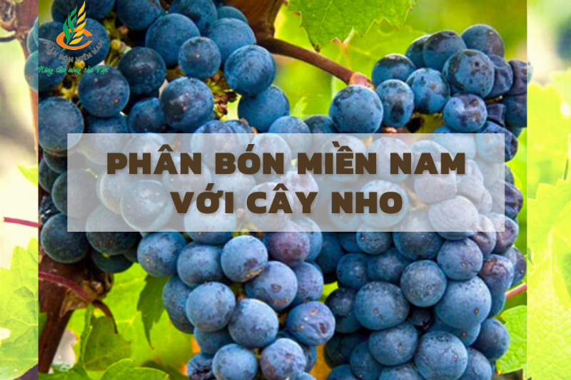 Chuẩn bị đất trồng dưa hấu: Cày bừa, phơi ải và bón vôi