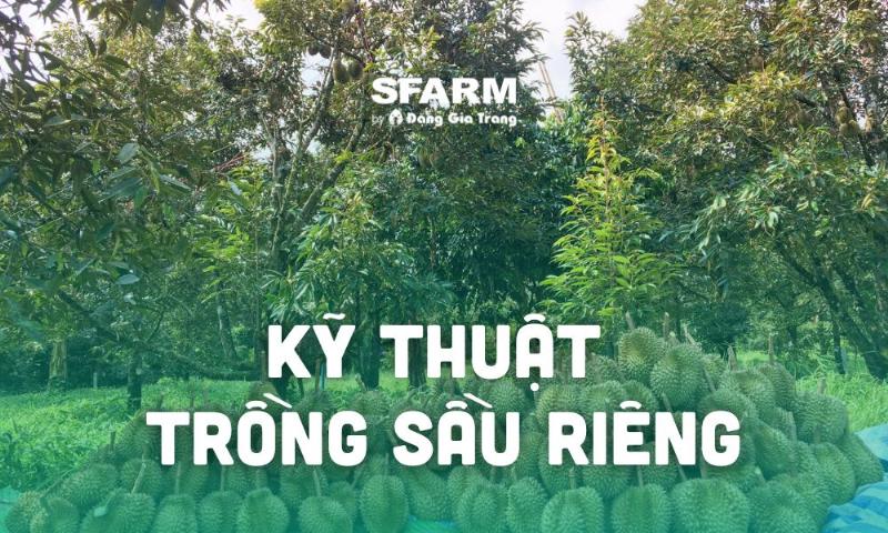 Chuẩn bị hố trồng sầu riêng