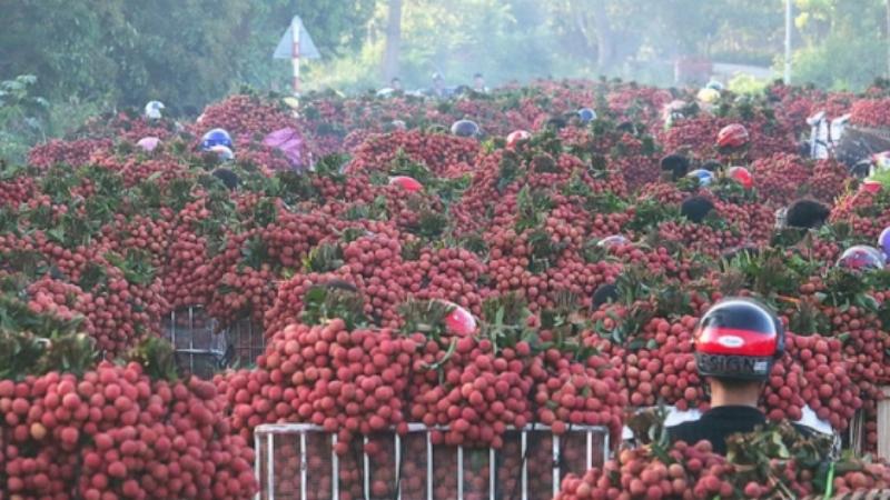 High-Yield Lychee Farming: A Comprehensive Guide