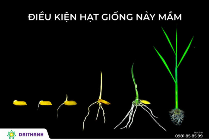 Củ giống hành tím chất lượng cao, khỏe mạnh, đồng đều, đã được xử lý kích thích nảy mầm.