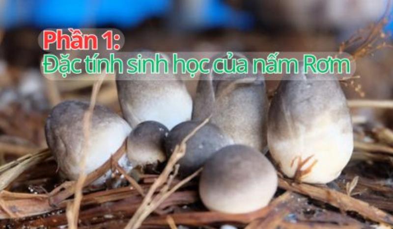 Đặc điểm sinh học nấm hương: Nhiệt độ, độ ẩm, ánh sáng, pH, dinh dưỡng và độ thông thoáng ảnh hưởng đến sự phát triển của nấm hương.