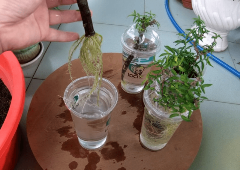 Wrightia religiosa cuttings being propagated in a glass of water, a simple and effective method.