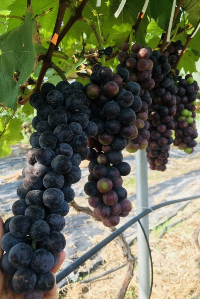 Growing Delicious Grapes in Northern Vietnam: A Complete Guide