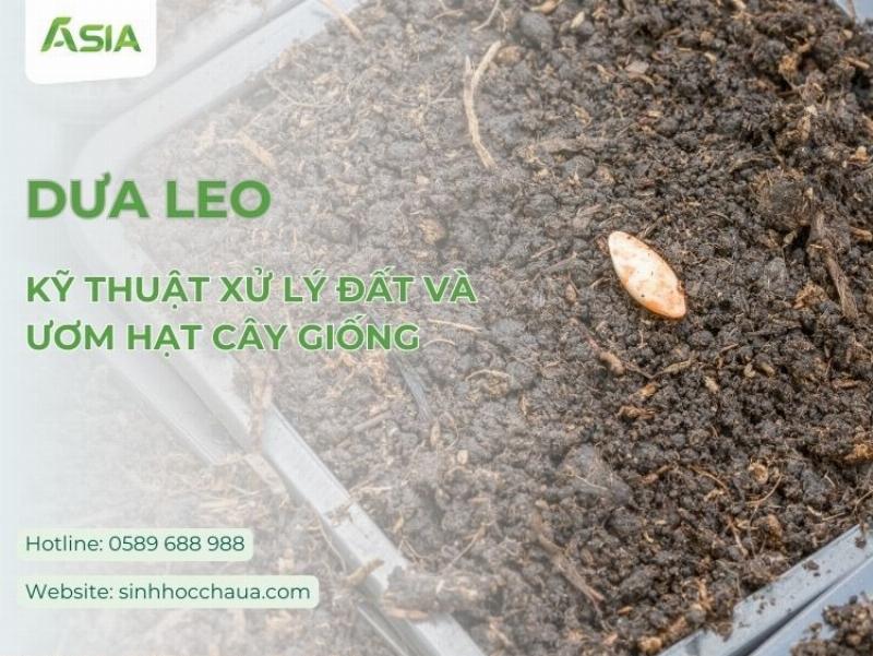 Gieo hạt giống dưa leo trực tiếp và trong bầu ươm