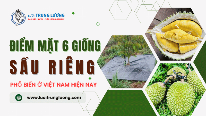 Các giống sầu riêng phổ biến tại Việt Nam