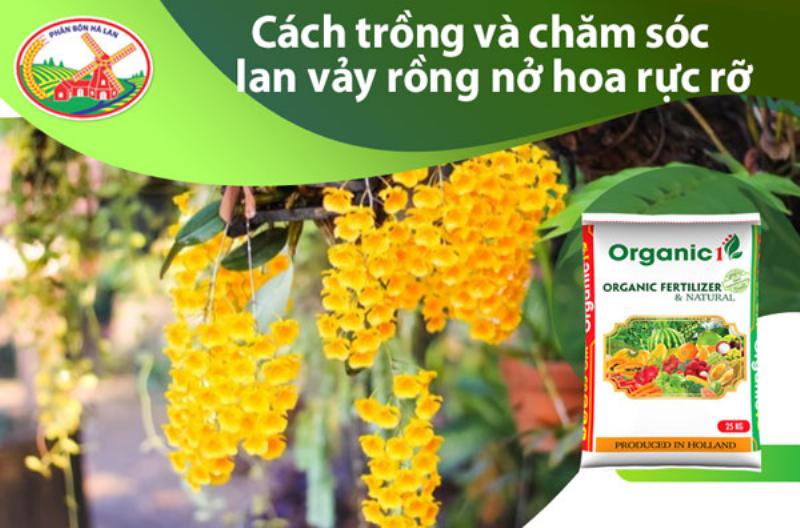 Hoa lan vảy rồng khoe sắc vàng rực rỡ trên cành cây.