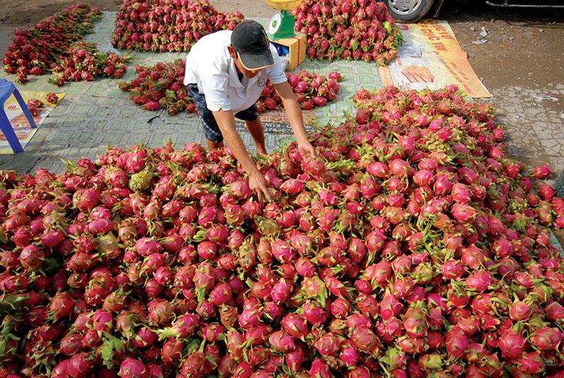 Khoai tây Việt Nam xuất khẩu sang Anh Quốc