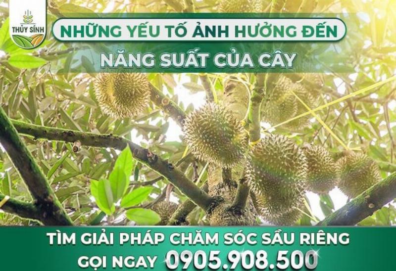 Khoảng cách trồng sầu riêng lý tưởng