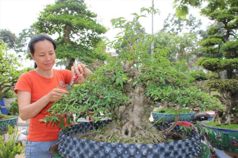 Kỹ thuật cắt tỉa cành bonsai: Sử dụng kéo sắc, cắt tỉa theo hình dáng mong muốn, chọn thời điểm thích hợp.