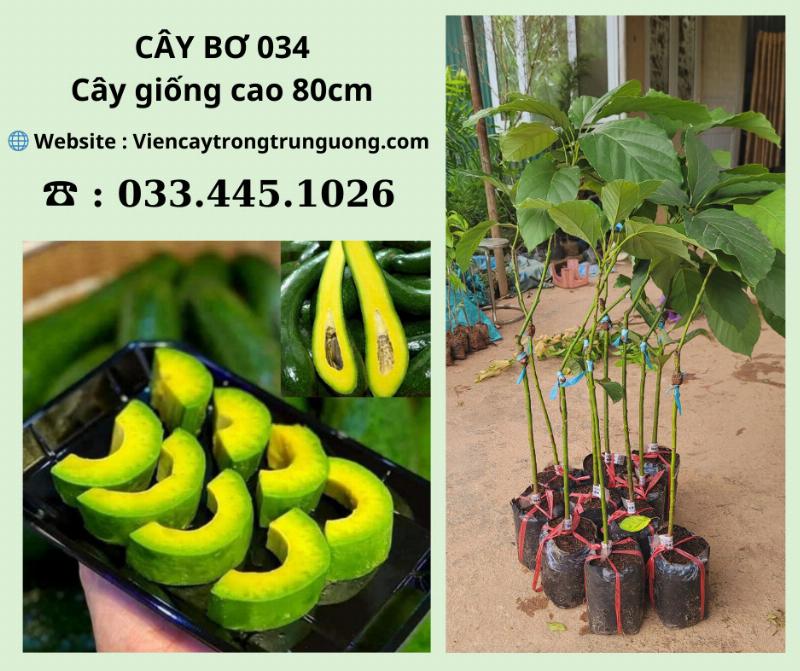 Kỹ thuật trồng bơ bằng cây giống: Chọn cây giống, đào hố, đặt cây, tưới nước