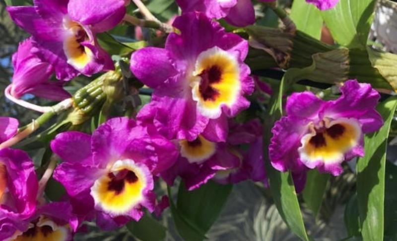 Eine Dendrobium-Orchidee auf einem Holzstück aufgebunden, schafft eine natürliche, harmonische Ästhetik.