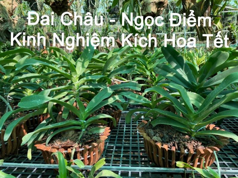 Hình thái cây lan đuôi chồn