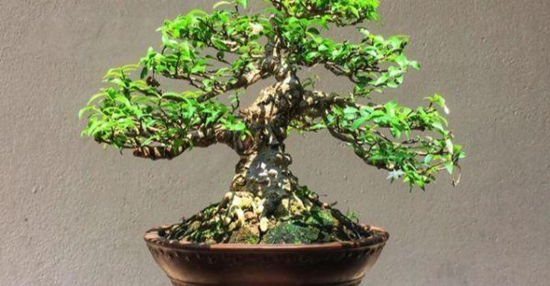 A miniature needle-leaf Wrightia religiosa bonsai with a unique shape.