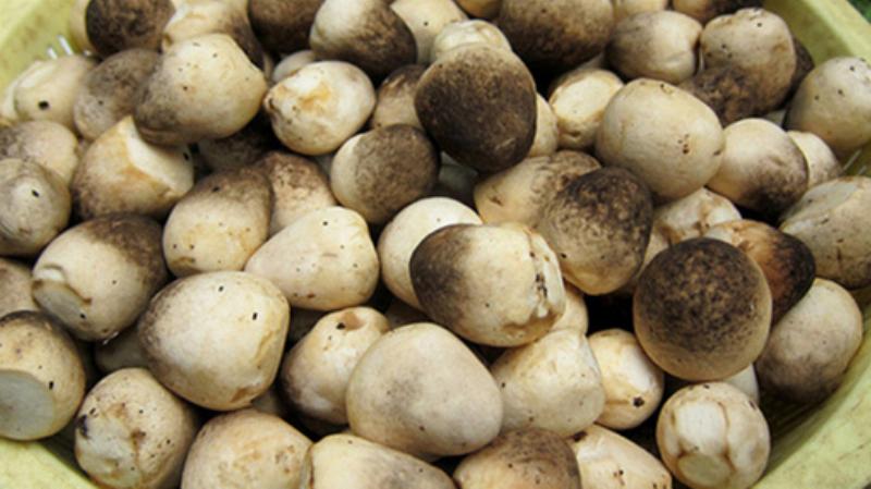 Growing Wood Ear Mushrooms at Home: A Simple Guide for High Yields