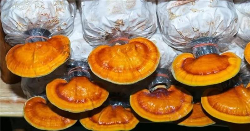 Growing Ganoderma Lucidum: A Comprehensive Guide to Cultivating the “Red Gold”