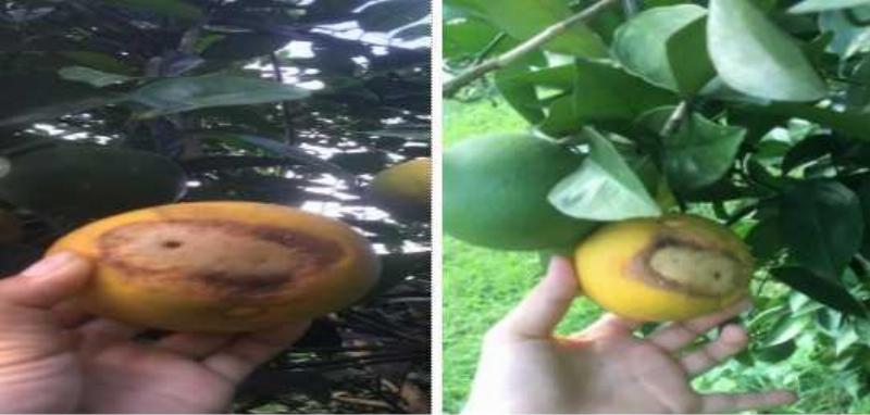 Fruit-piercing moth on citrus: Image of a fruit-piercing moth with its long proboscis attacking a citrus fruit, showcasing its characteristics and damage causing fruit rot and drying.