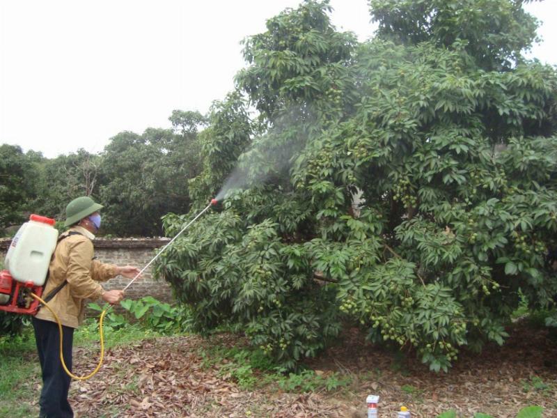 A farmer spraying pesticide on lychee trees for pest and disease control.