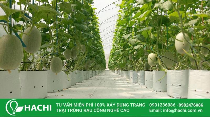 Nhà màng trồng dưa leo hiện đại được trang bị hệ thống tưới tiêu tự động và kiểm soát nhiệt độ.