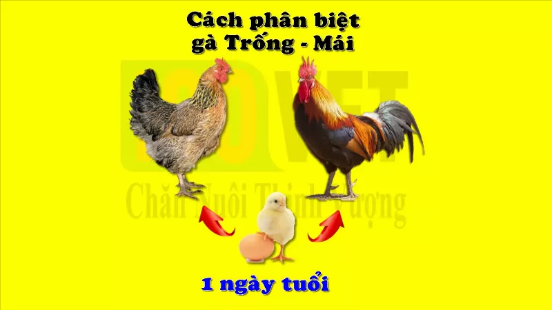 Phân biệt gà trống mái qua lông cánh