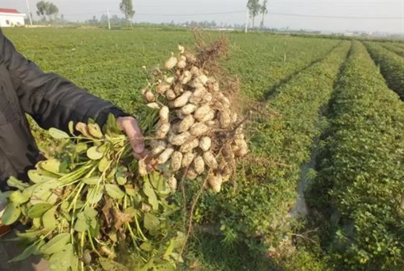 Harvested peanuts being dried under the sun.