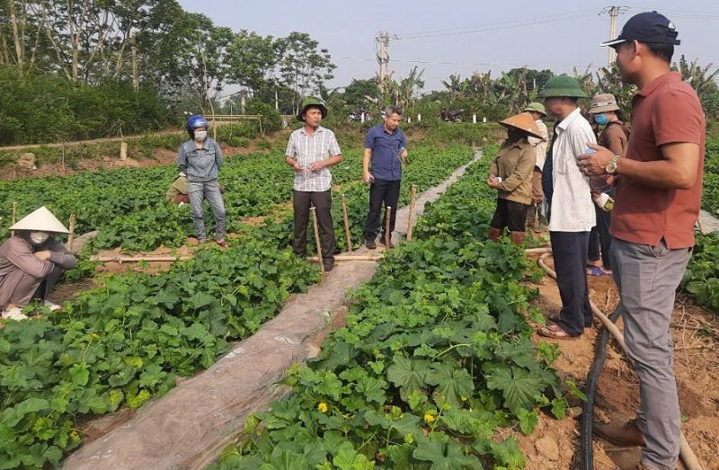 Phòng trừ sâu bệnh cho dưa leo