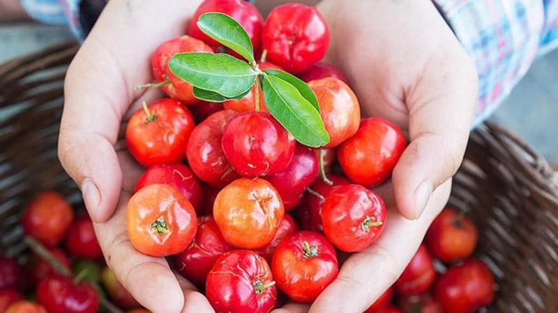 Reife Acerolakirschen, reich an Vitamin C und Nährstoffen