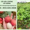 Kỹ thuật trồng vải u hồng Tây Nguyên cho quả ngọt, sai trĩu cành