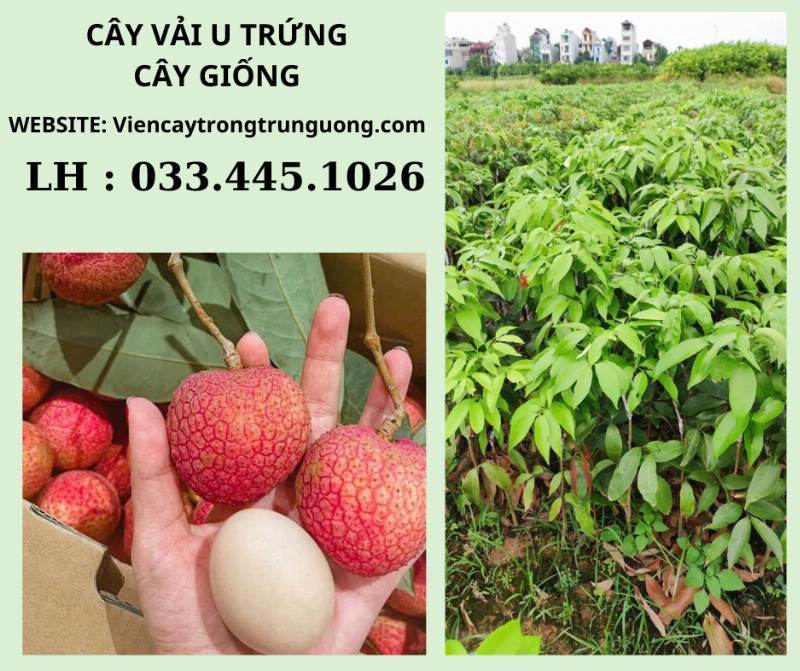 Kỹ thuật trồng vải u hồng Tây Nguyên cho quả ngọt, sai trĩu cành