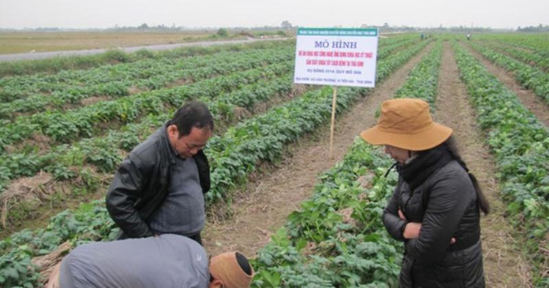 Rệp đào trên cây khoai tây, cho thấy cả dạng có cánh và không cánh, đang bám vào ngọn non.