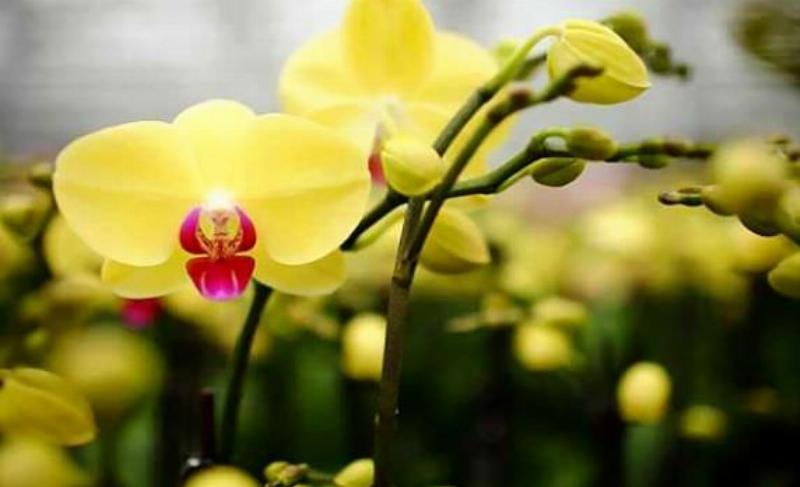 Sphagnum-Moos, ein feuchtigkeitsspeicherndes Substrat, wird für Phalaenopsis-Orchideen verwendet.