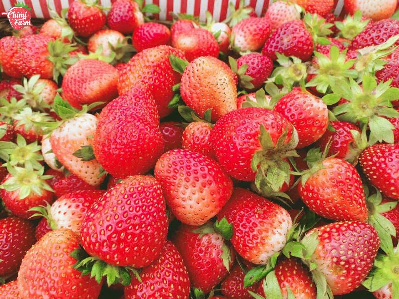 Identifying and Treating Common Strawberry Plant Diseases