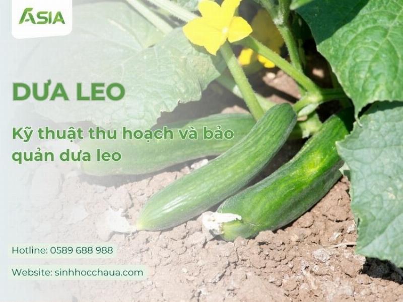 Thu hoạch dưa leo chín, tươi ngon