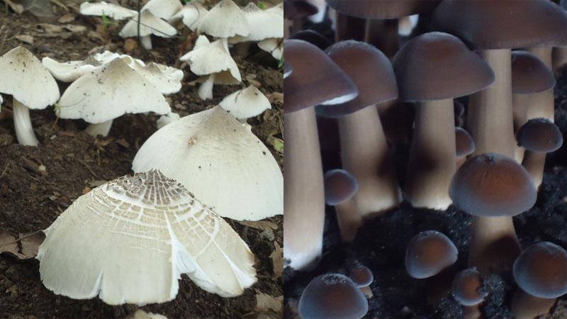 Termite mushrooms grown in raised beds, covered with a layer of soil.