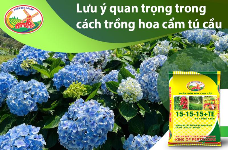 Tưới nước đều đặn cho hoa cẩm tú cầu