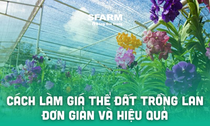 Vỏ thông làm giá thể trồng lan kiếm, thể hiện độ thông thoáng và khả năng giữ ẩm.