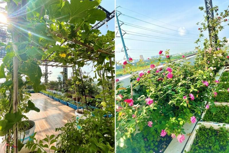 Bio-Gemüseanbau auf Balkon und Terrasse: Ein praktischer Leitfaden