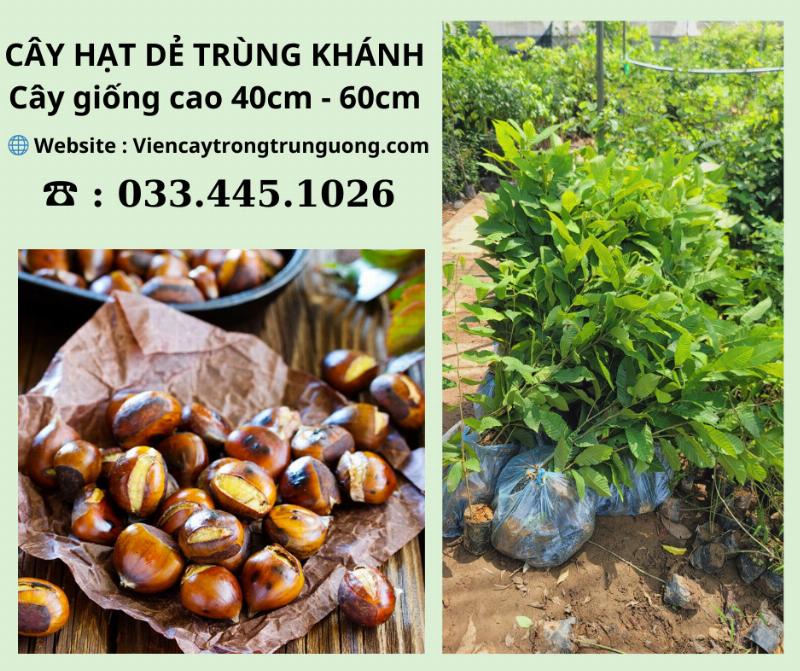 Vườn ươm cây dẻ Trùng Khánh chuẩn bị cho việc trồng mới.